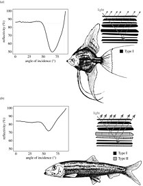 Reflectivity from silvery fish