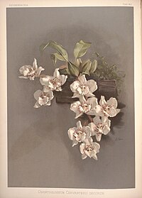 plate 46 Odontoglossum cervantesii var. decorum Rhynchostele cervantesii subsp. halbingeriana