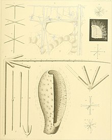 Bericht über die wissenschaftlichen Ergebnisse der Reise von H.M.S. Herausforderer in den Jahren 1873-76 - unter dem Kommando von Kapitän George S. Nares, R.N., F.R.S. und Kapitän Frank Turle Thomson, R.N. (1887) (14761775976) .jpg