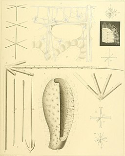 <span class="mw-page-title-main">Rossellidae</span> Family of sponges