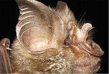 Rhinolophus mossambicus.jpg