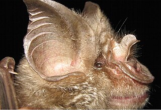 <span class="mw-page-title-main">Mozambican horseshoe bat</span> Species of bat