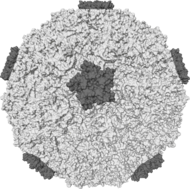 Rhinovirus.PNG