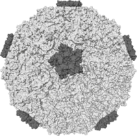 Rhinovirus.png