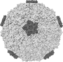 Protein sivri uçlarını gösteren bir insan rinovirüsünün izosurface