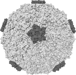 Rinovirus zökəm törədən əsas virusdur.