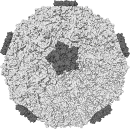 Oppervlaktestructuur van een rhinovirus, een van de belangrijkste verwekkers van verkoudheid