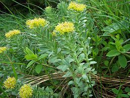 Rhodiola rosea a2.jpg