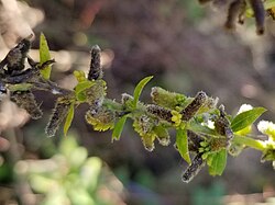 Rhopalomyia anthophila 1.jpg