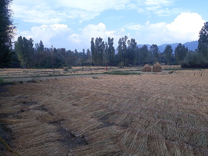 File:Rice crop harvesting in South Kashmir.jpg