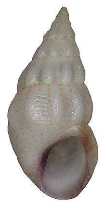 Rissoa variabilis (фон Мюльфельд, 1824) (8523555305) .jpg