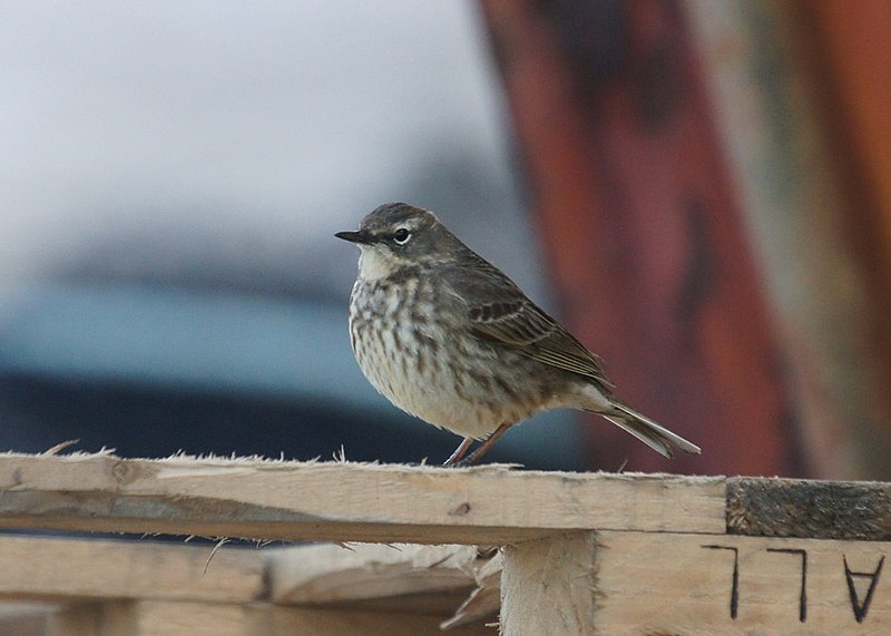 File:Rock Pipit (Anthus petrosus), Baltasound - geograph.org.uk - 4448319.jpg