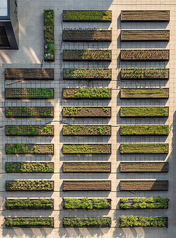 Roof garden which highlights a roof that uses garden boxes which can be a more economical solution for a green roof