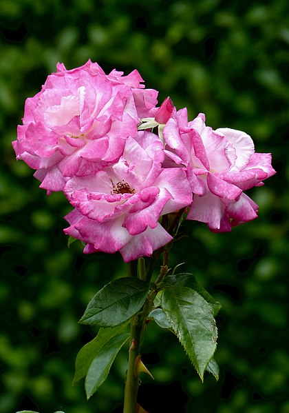 File:Rosa 'Händel' Rosengarten Köln 2017 07.jpg