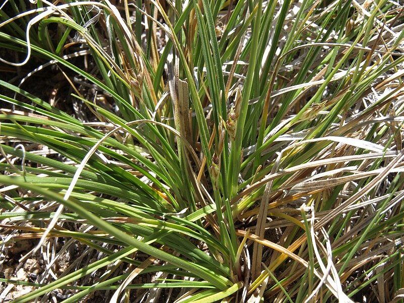 File:Ross sedge, Carex rossii (17620456660).jpg