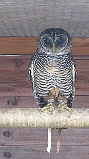 Rufous-legged owl species of bird