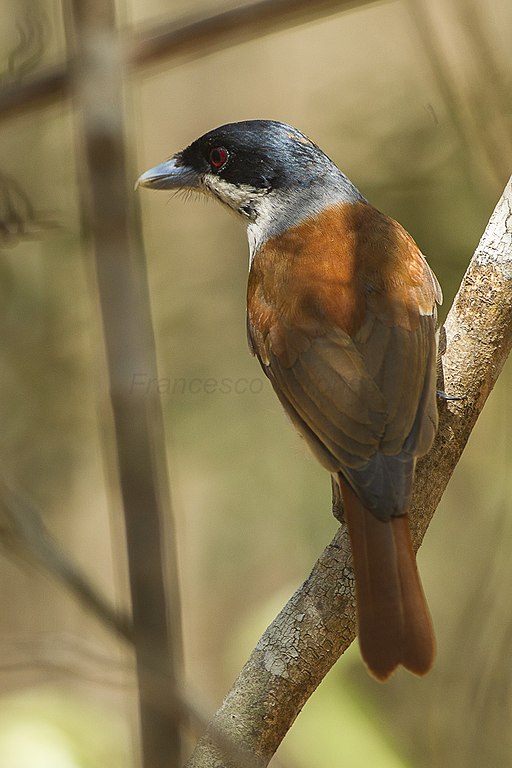 Rufous Vanga - Ankarafantsika - Madagascar S4E9434 (15297364582) (2)