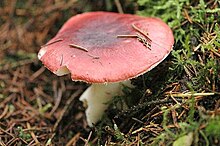 Russula.badia .-. Lindsey.jpg