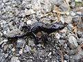 Salamandra neagră alpină