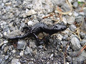 Salamandra atra Laurenti, 1768