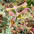 Salvia lanceolata 1.jpg