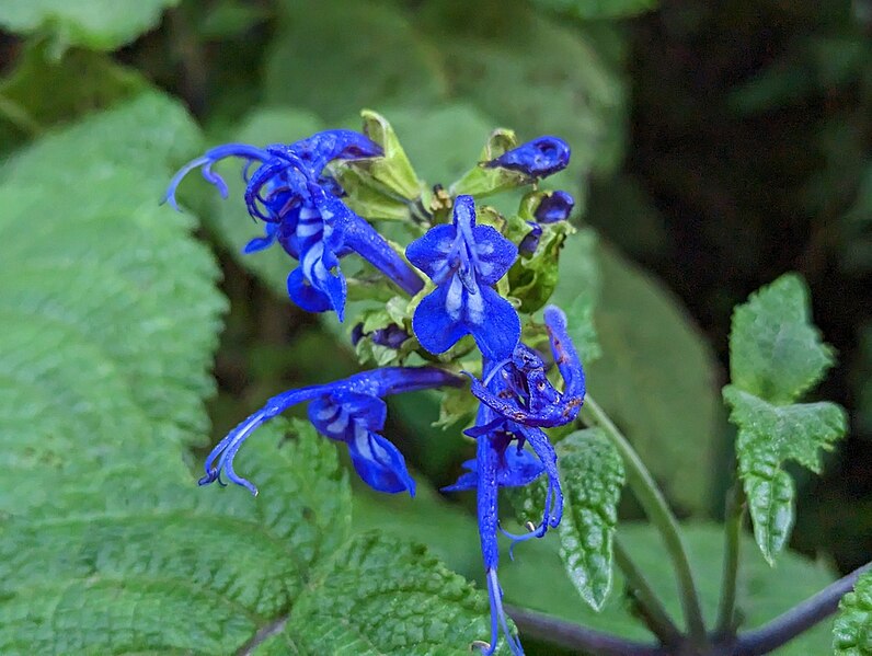 File:Salvia pichinchensis.jpg