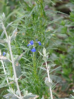 <i>Salvia reptans</i> Species of flowering plant