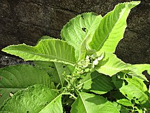 Sambong (Blumea balsamifera) Sambong (Blumea balsamifera).jpg