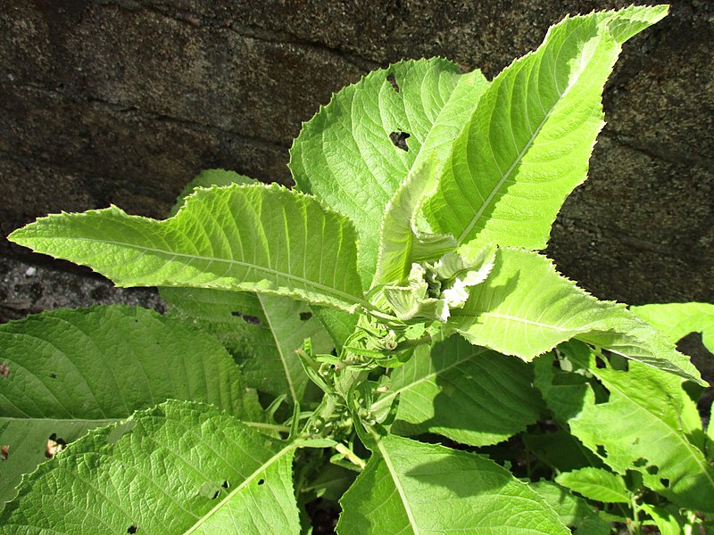 File:Sambong (Blumea balsamifera).jpg