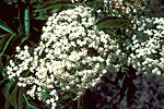 Thumbnail for File:Sambucus nigra ssp canadensis 1208059.jpg