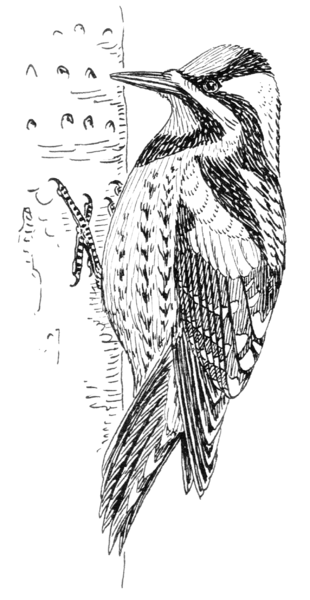 File:Sapsucker (PSF).png