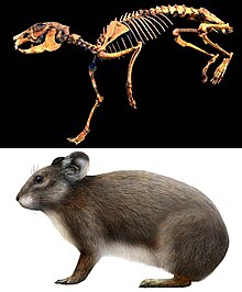 The Sardinian pika, a pika-like lagomorph native to Sardinia, that became extinct sometime in the last 3000 years. Sardus.jpg