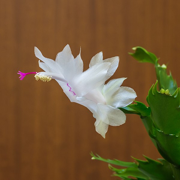 File:Schlumbergera (actm) 13.jpg