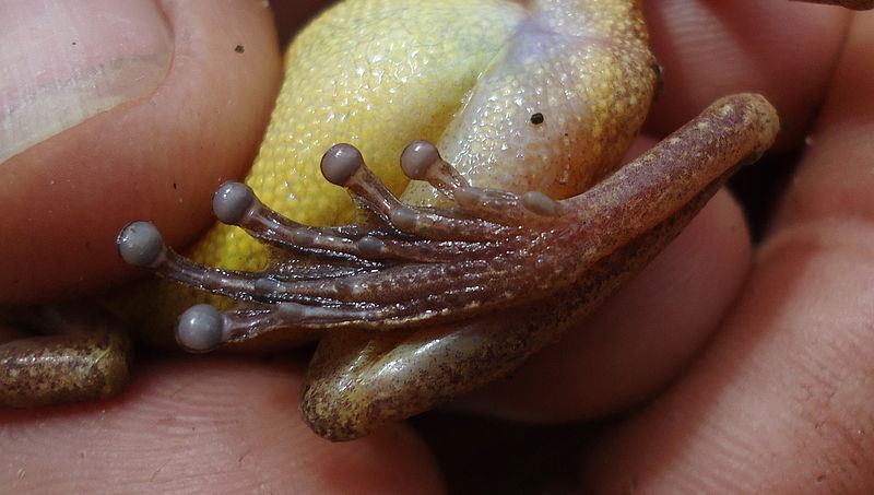 File:Scinax eurydice (Bokermann, 1968) (6154705903).jpg