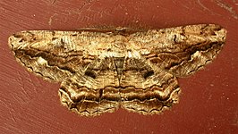 Scioglyptis lyciaria