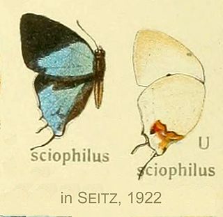 <i>Iolaus sciophilus</i> Species of butterfly