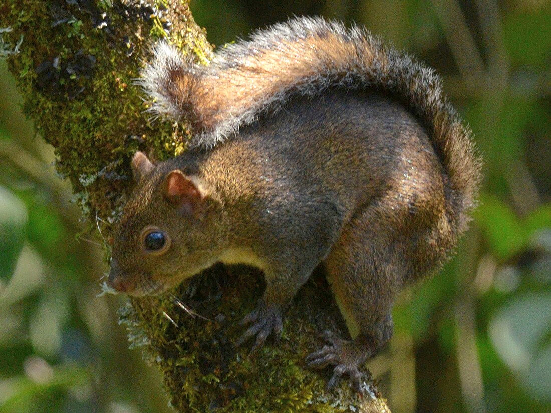 Sciurus deppei