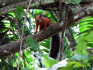 Sciurus variegatoides Costa Rica 2.jpg