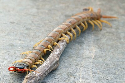 Сколопендра википедия. Сколопендра cingulata. Яванская многоножка. Сейшельская многоножка. Меч сколопендра.