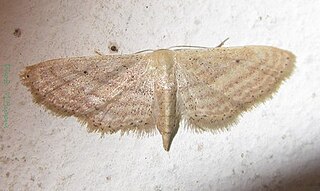 <i>Scopula serena</i> Species of geometer moth in subfamily Sterrhinae
