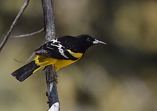 <span class="mw-page-title-main">Scott's oriole</span> Species of bird