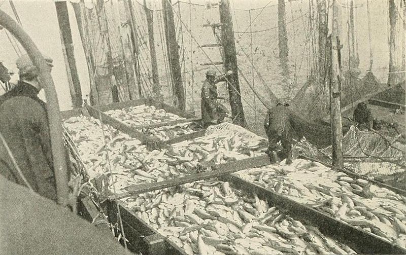 File:Scow load of salmon, Alaska, Case and Draper.jpg