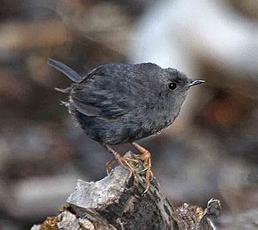 Descrizione dell'immagine Scytalopus magellanicus - Magellanic tapaculo.jpg.