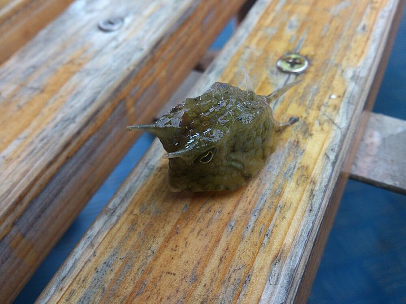 File:Sea animal on Guangzhou ferry.jpg