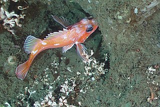<i>Sebastes helvomaculatus</i> Species of fish