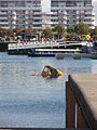 Second Liverpool DUKW sinking June 2013