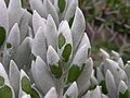 Senecio haworthii.jpg