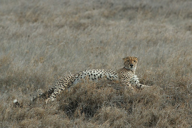 File:Serengeti Cheetah.jpg