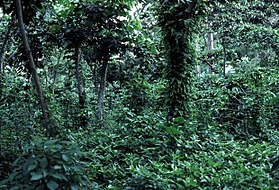 Shade grown coffee in Guatemala Shade grown coffee in Guatemala.jpg