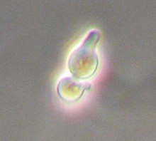 Saccharomyces cerevisiae mating the a with shmoo responding to a-factor Shmoos s cerevisiae.jpg